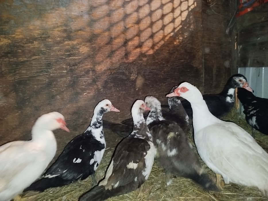 ИЯ кучинских кур