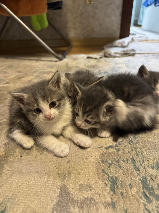 Отдам Котят Срочно