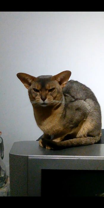 Продаётся котёнок