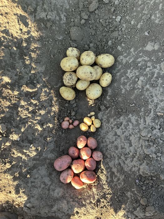 Sămânță de cartofi 2025