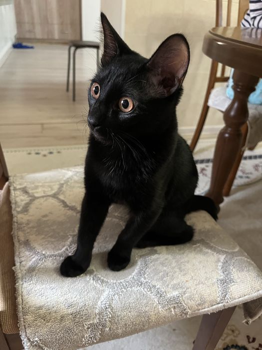 Мысык тегин беремин