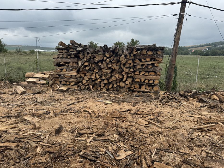 Vând lemne de fag ( esența tare )