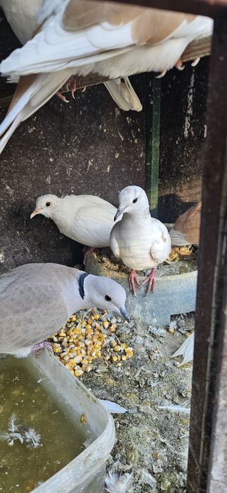 Turturele râzătoare  40 lei bucata