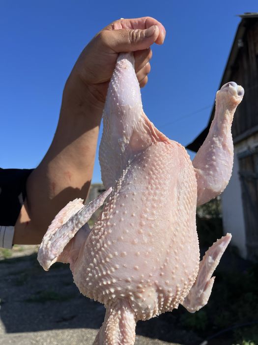 Продам домашнего бройлера