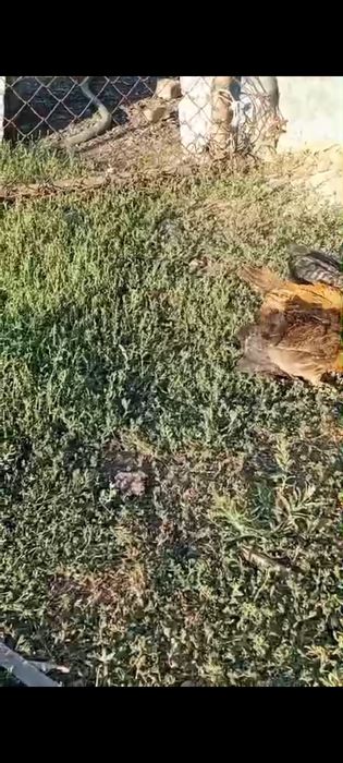 Шожелар сатылады.