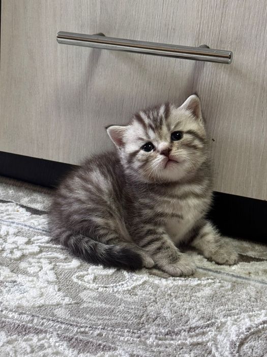 Продам котят шотландских