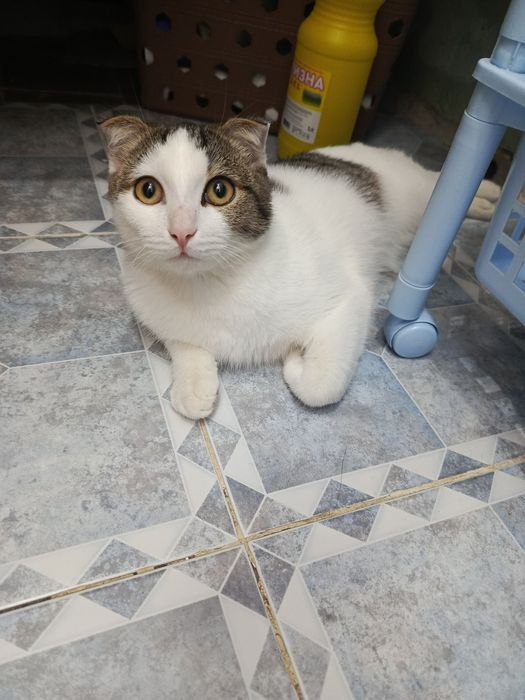 Кто может придержать кошек у себя