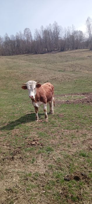 Vand taur de 1 an jumate