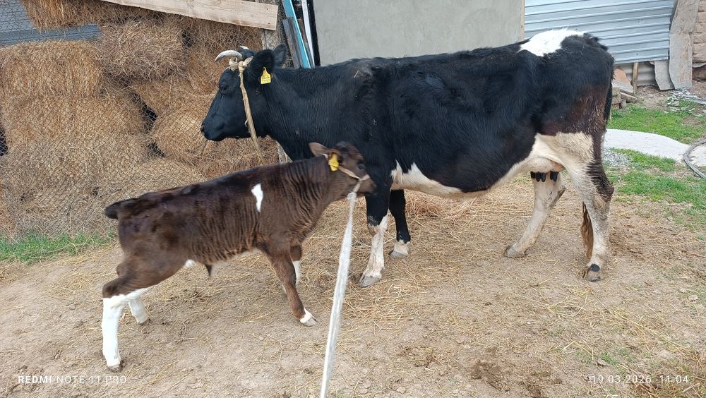 Бұзаулы сиыр сатылады!