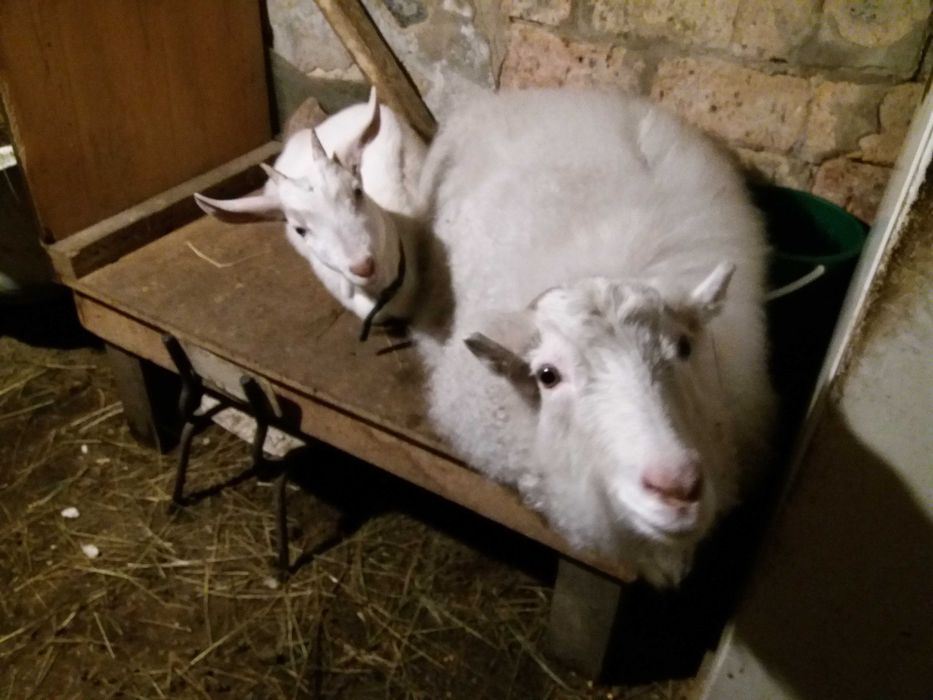 Продам козлика на племя!