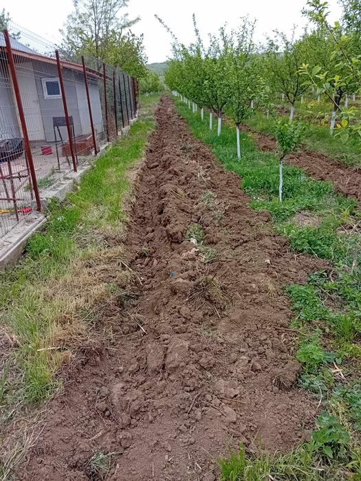 Teren intravilan Sasenii Noi