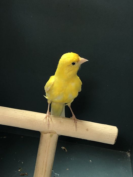 Канарейка кенор (самец)