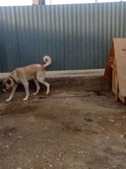 Алабай ит отдам даром