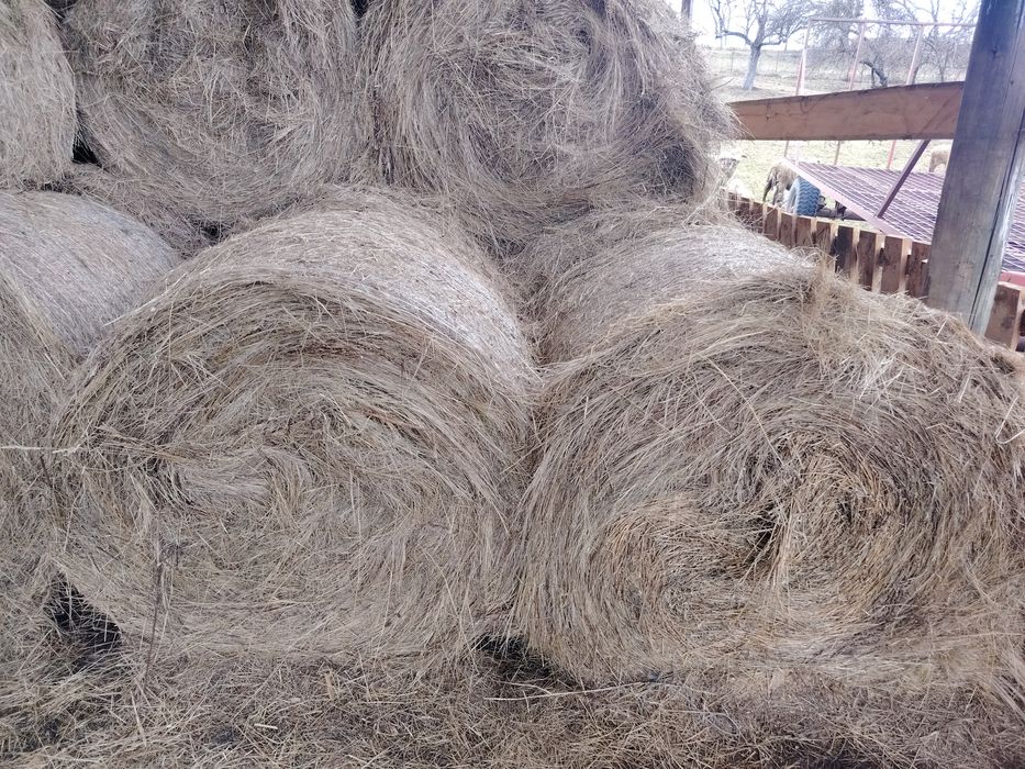 Vând baloti de fan rotunzi.