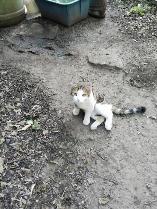 Отдам котика(помесь с шотландцем)