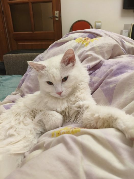 Отдам котенка в хорошие руки