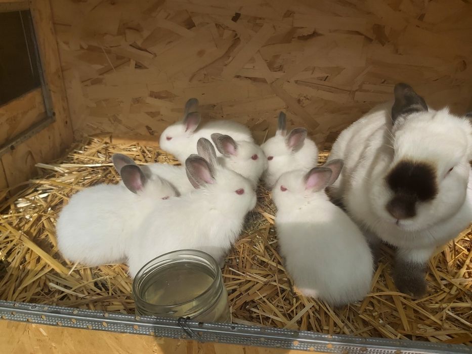 Продается кролики крольчата куен болалари