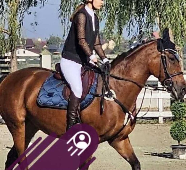 De vânzare iapă CSR (Cal de Sport Românesc) – 8 ani, excelentă pentru sărituri!