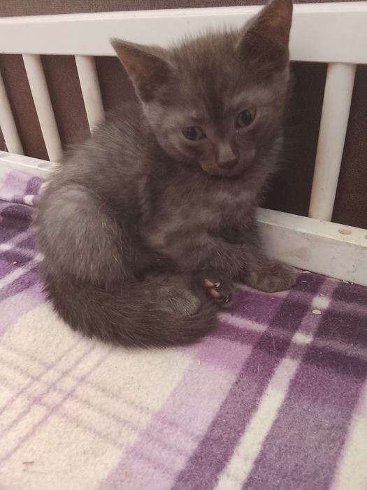 Отдам котят в добрые руки