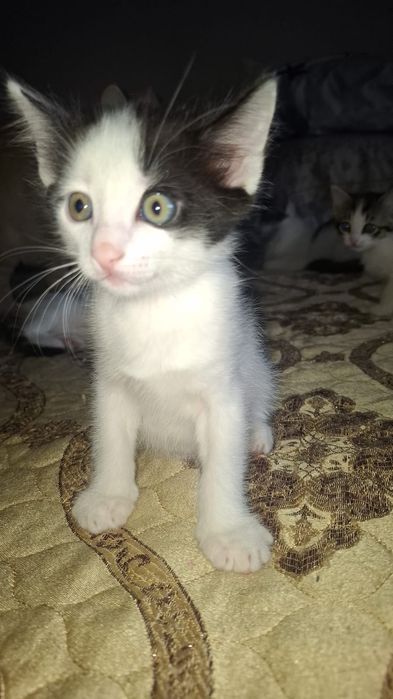 Отдам котят в добрые

руки