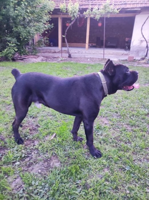 Кане Корсо puppy