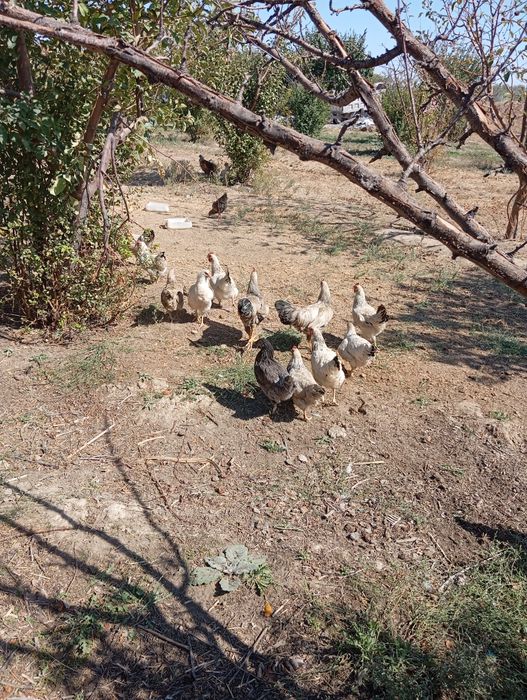 Адлер таук сатлады