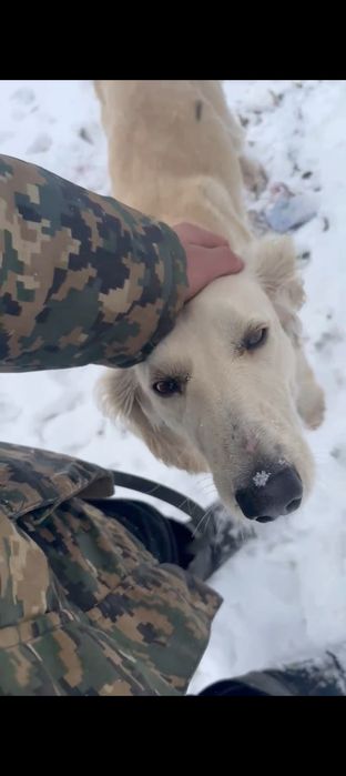 Тазы сатылады продам