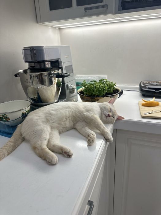 Ищу любящую семью для Буси!