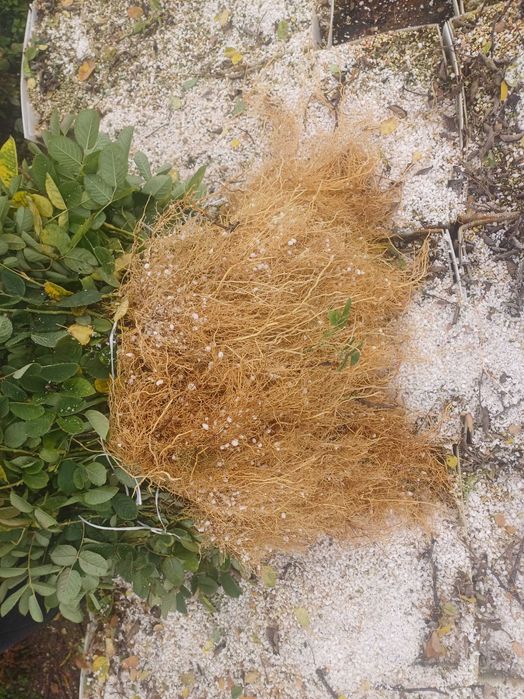 Разсад Роза Дамасцена