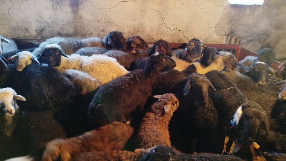 Продам баранов двадцать пять голов
