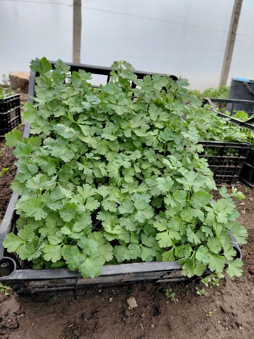 Разсад - Мента, Джоджен, Магданоз, Копър