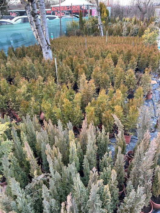 Декоративни Храсти