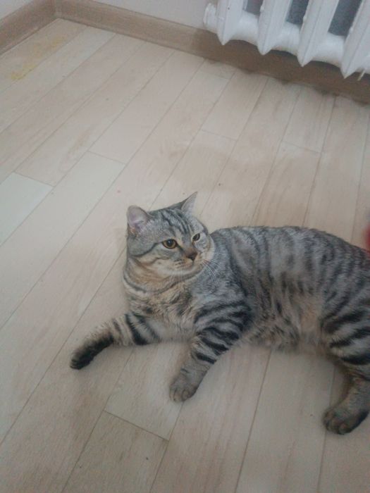 Шотландка Скоттиш Страйт