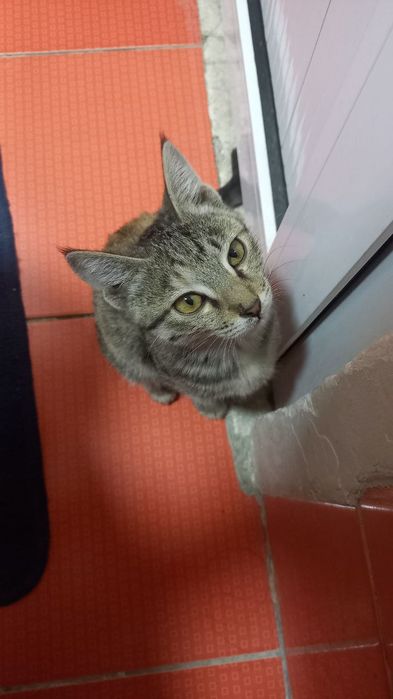 Мишигди боласи бепулга берилади