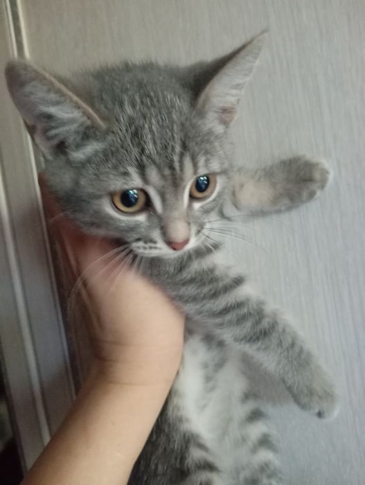 Отдам котенка девочка