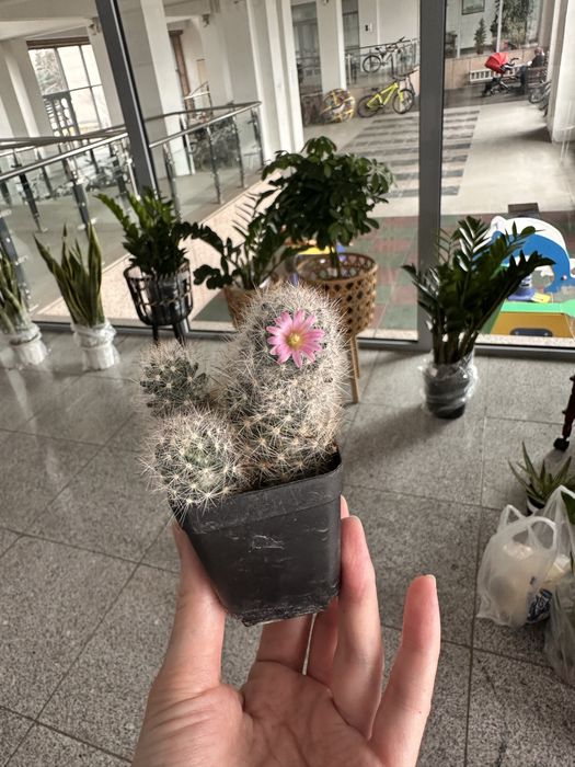 Кактусы суккуленты распродажа