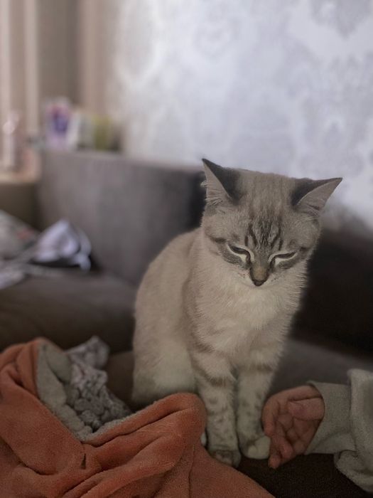 Котенок 5-6 месяцев