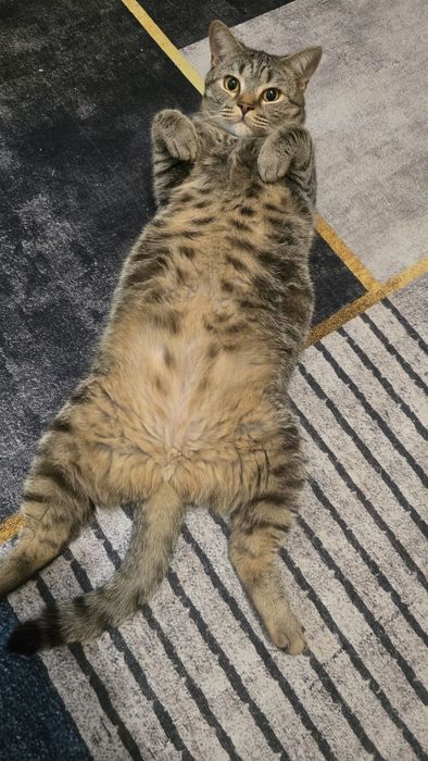 Отдам кошку бенгал в добрые руки