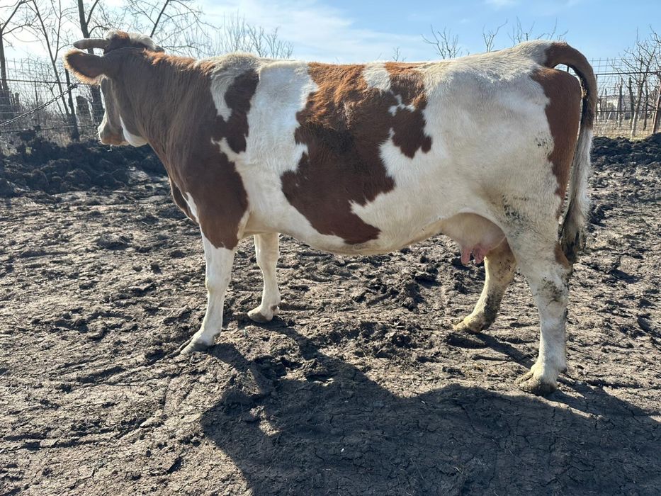 Vand vaca gestanta in 7 luni jumatate