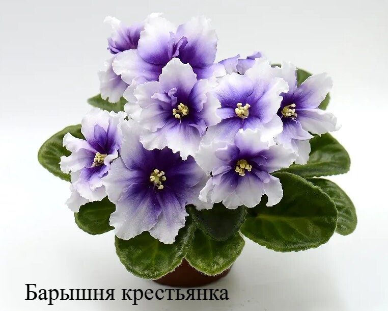 Продам сортовые фиалки