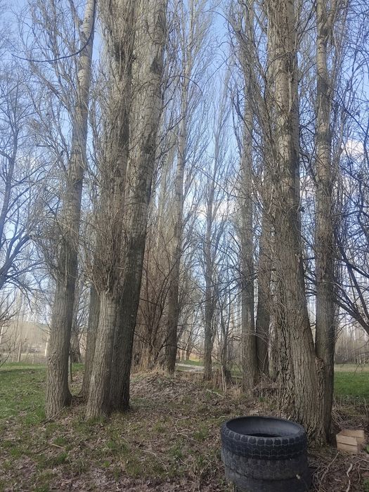 Теректер сатылады.