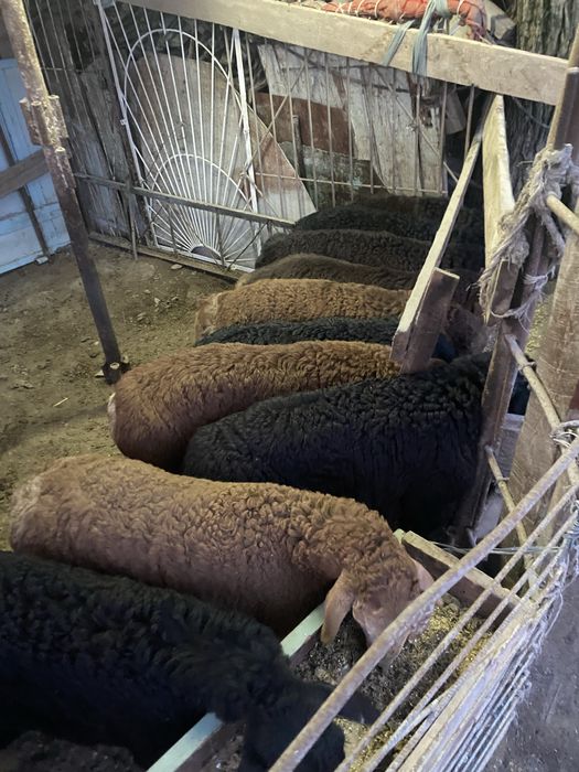 Qoy qochqorlar sotiladi