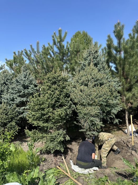 Birinchi qol, belgiyskiy archalar! Голубые ели, пихты