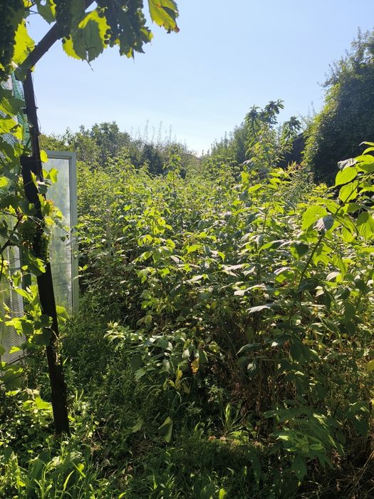 Продава се Парцел в с. Литаково, Област София-област - 770 кв.м за 39 €/кв.м - Снимка #3