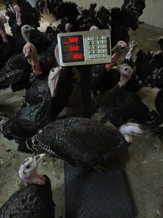 Продам индюк бронза 708