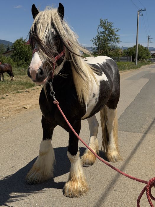 Armāsar de gypsy vanner