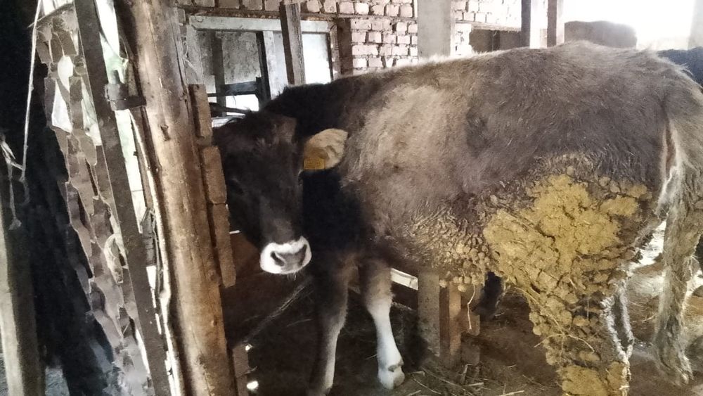 Телка алатауская