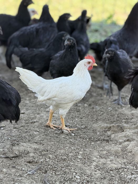 Cocosi tineri Leghorn si Australorp