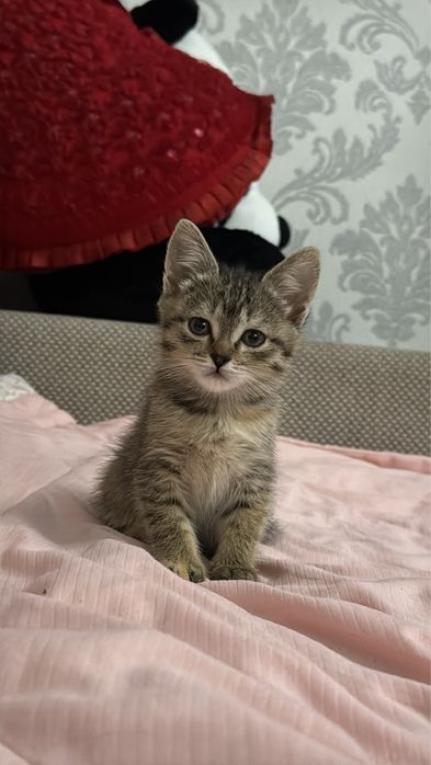 Отдам в добрые ручки котят