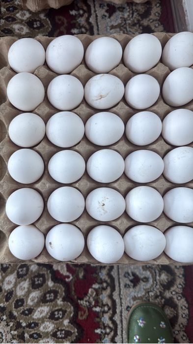 Куры несушки Ленгоры